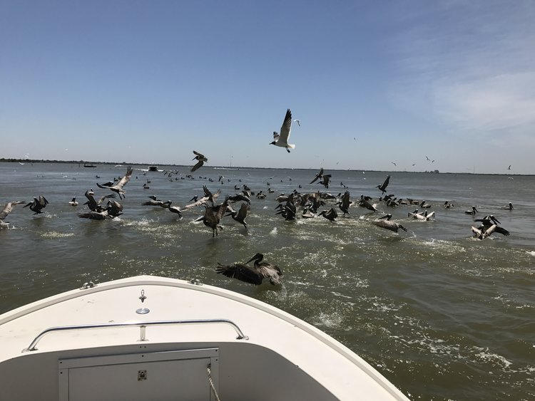 Enjoy the best of the bay on and off the water! — Grand Cay Harbour